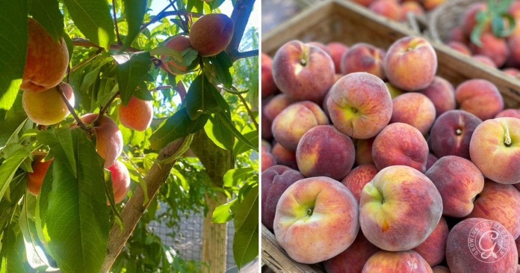 Peach harvest