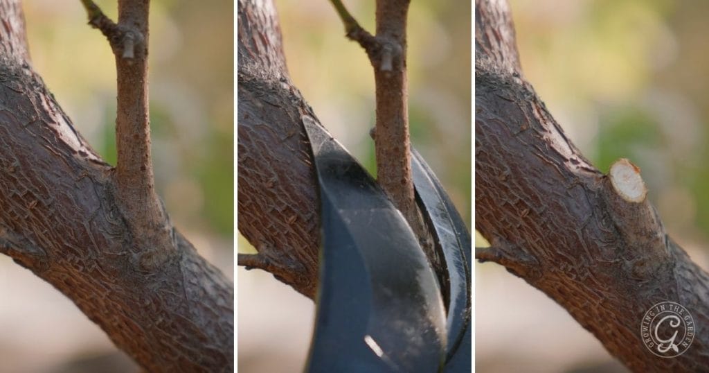 Where to cut when pruning