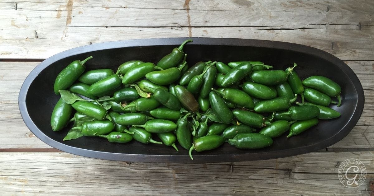 garden fresh jalepeños