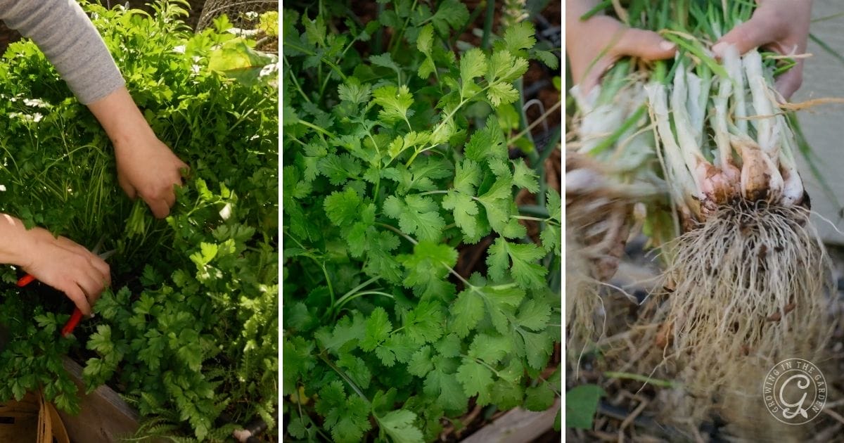 parsley, cilantro and I'itoi onions