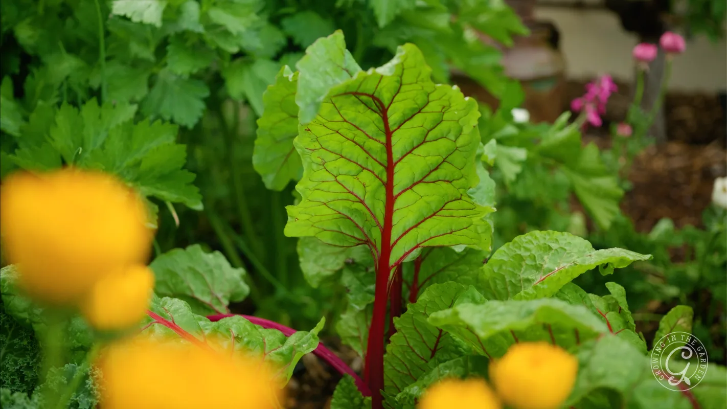 Swiss chard with red stems grows among green leaves and yellow flowers in a garden bed.