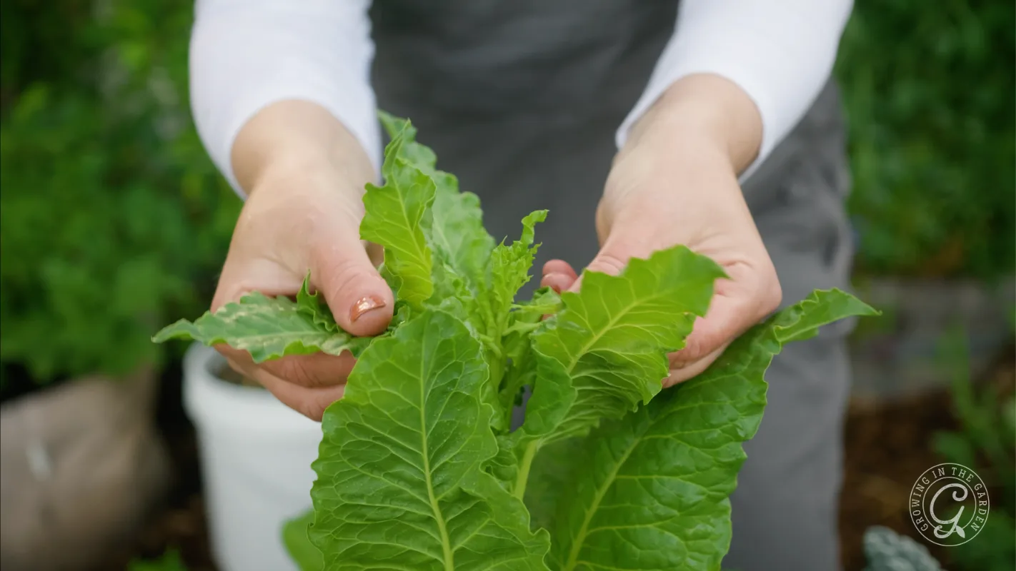 Person holding fresh green leafy vegetable in a garden, wearing a white shirt and grey apron.