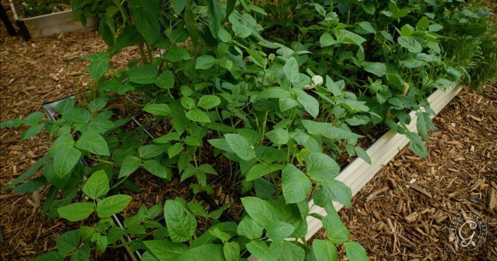 cover crops are an important part of desert gardening