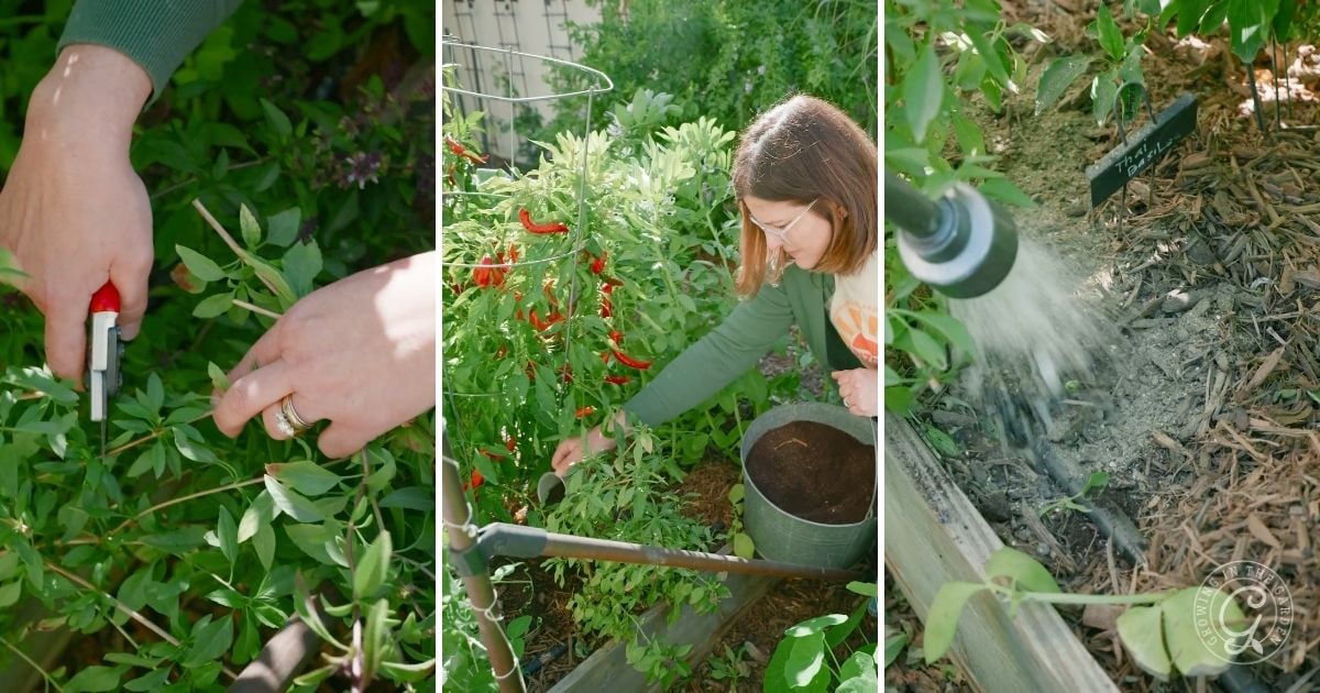 Collage: pruning plants, harvesting peppers, and watering a garden bed with a hose.