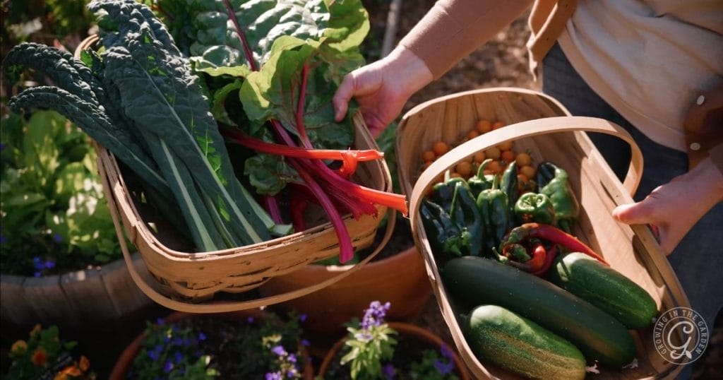 Choose the right crops in a desert garden