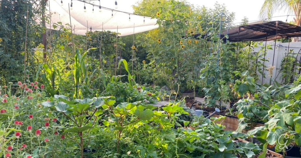 Monsoon season in a desert garden