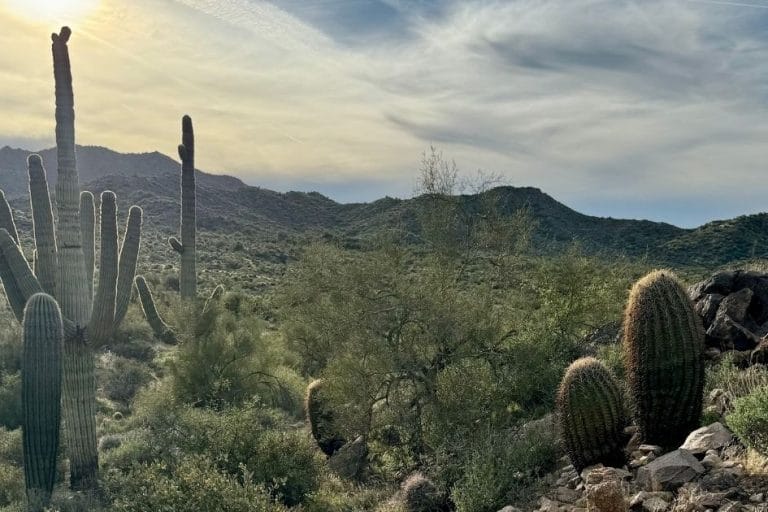 Desert Gardening: How to Grow Vegetables in a Hot, Dry Climate featured image