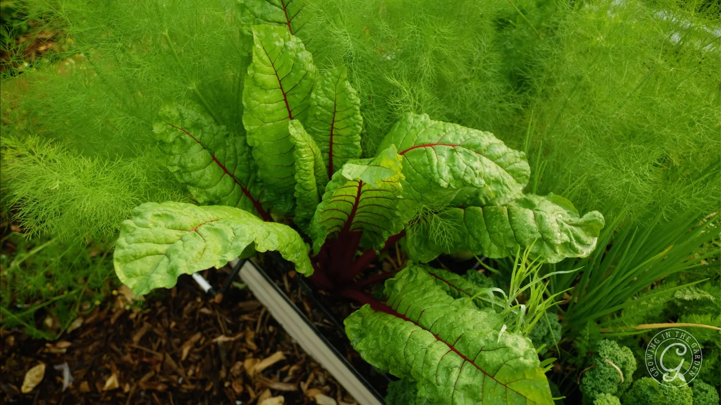 Green Swiss chard with red veins growing in a garden bed, surrounded by other leafy plants.