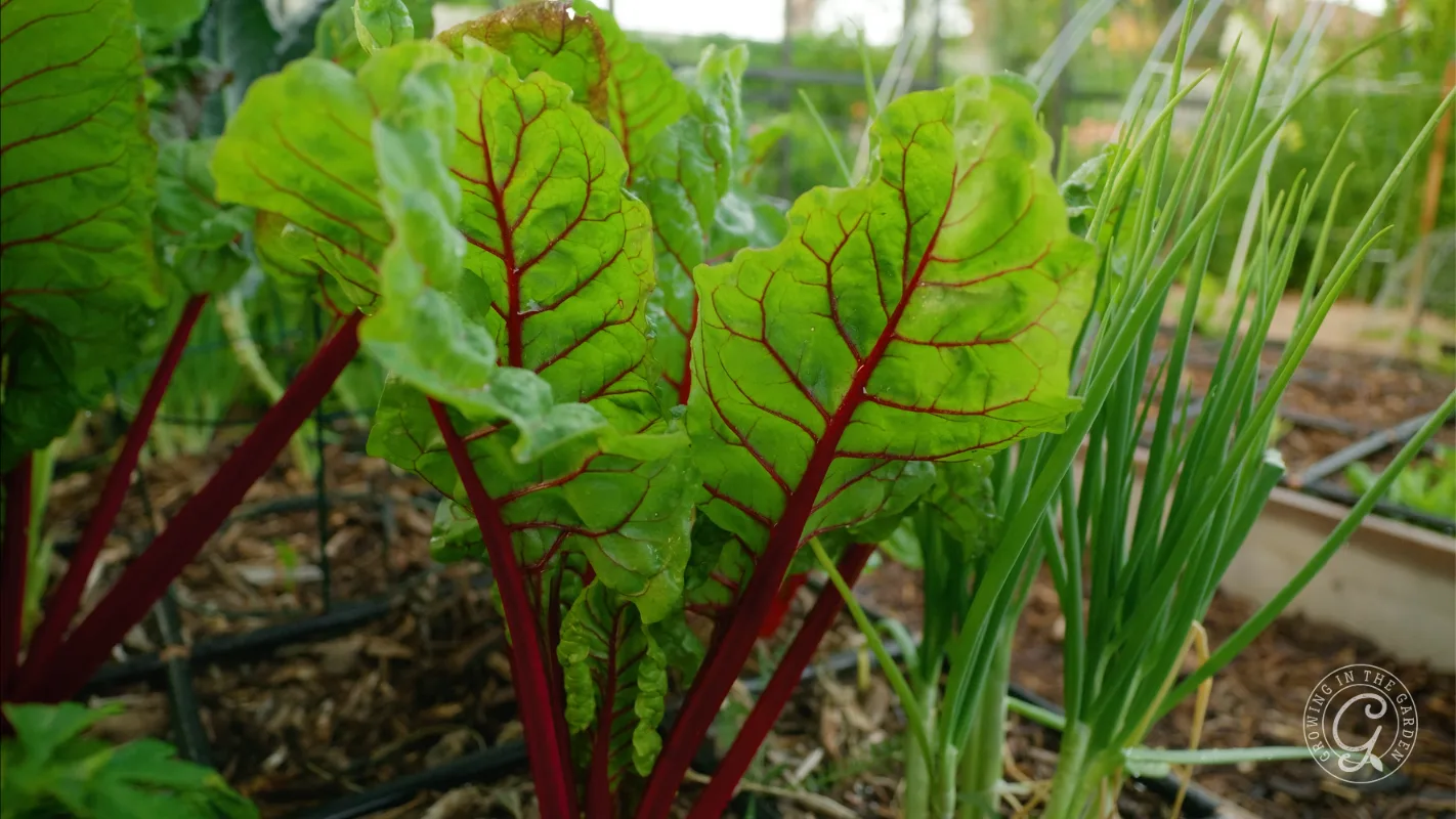 Bright green Swiss chard with red stems growing in a garden next to green onions.