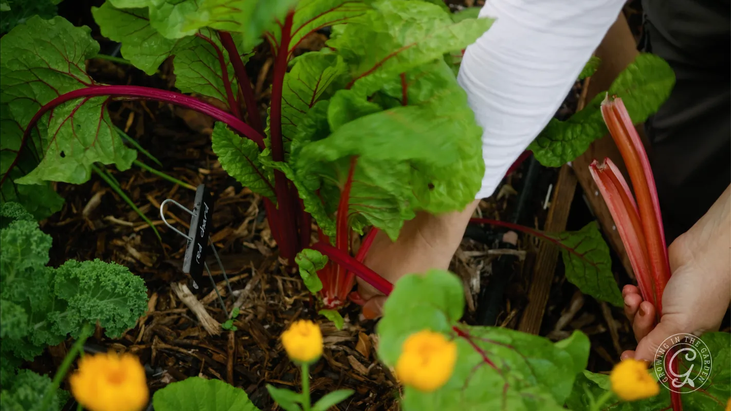 A hand harvesting red Swiss chard from a garden bed surrounded by leafy greens and yellow flowers.