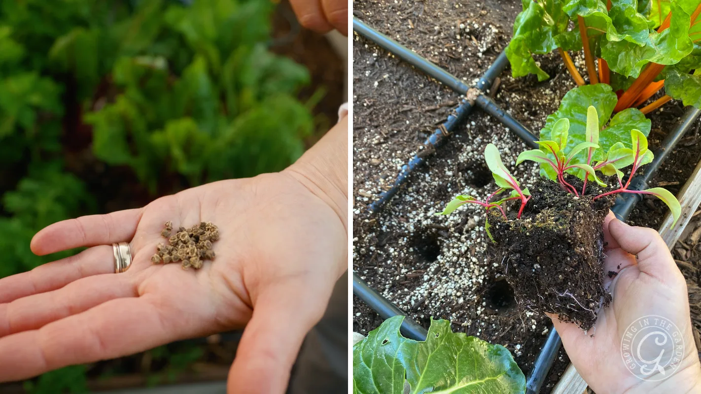 Left: Hand holding seeds; right: hand planting a seedling in soil next to leafy greens in a garden bed.