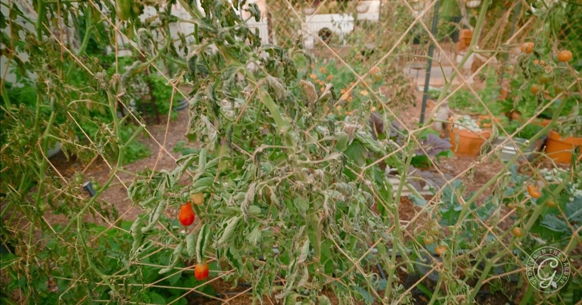 Withered tomato plants and a few red tomatoes growing behind a garden trellis in a vegetable garden.