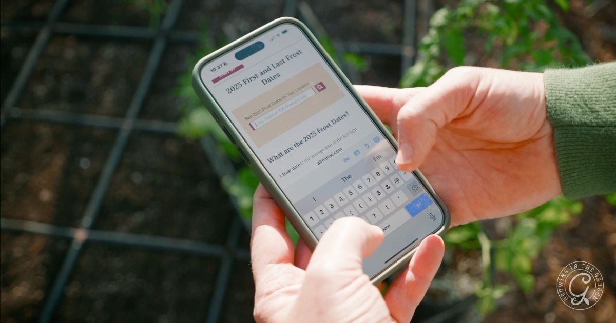 Person holding a smartphone outdoors, searching for 2023 frost and last frost dates on a gardening website.