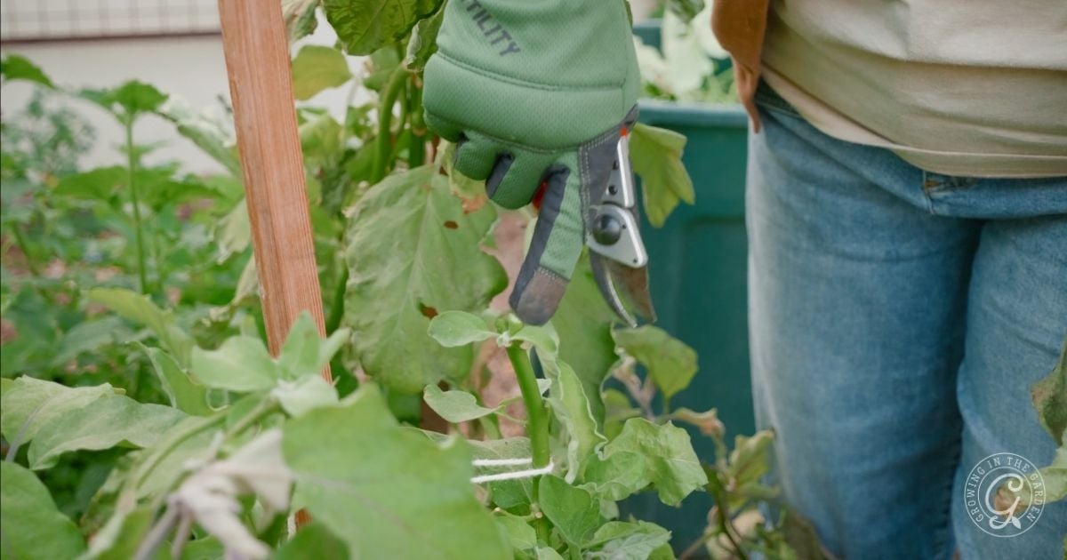 Gloved hand using pruning shears to trim a green plant in a garden.