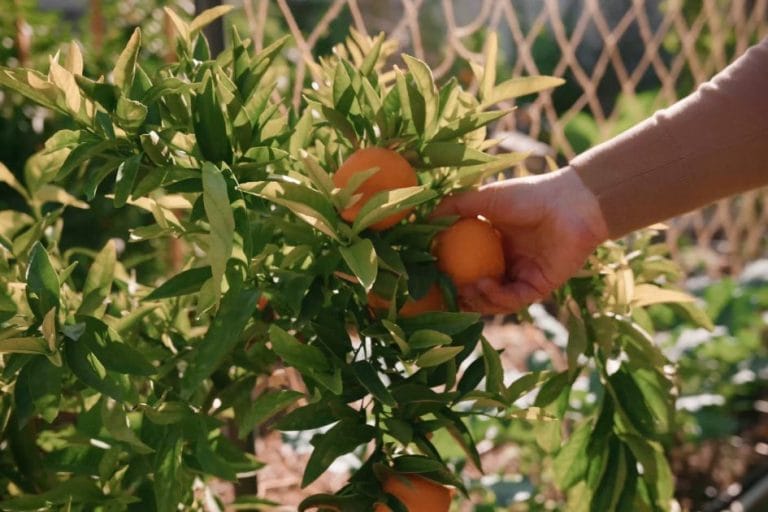 How to Successfully Grow Citrus in Containers featured image