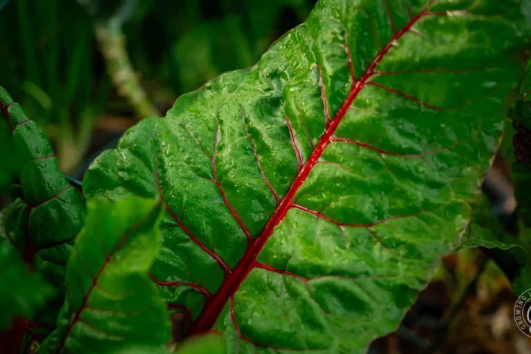How to Grow Swiss Chard in Your Garden featured image