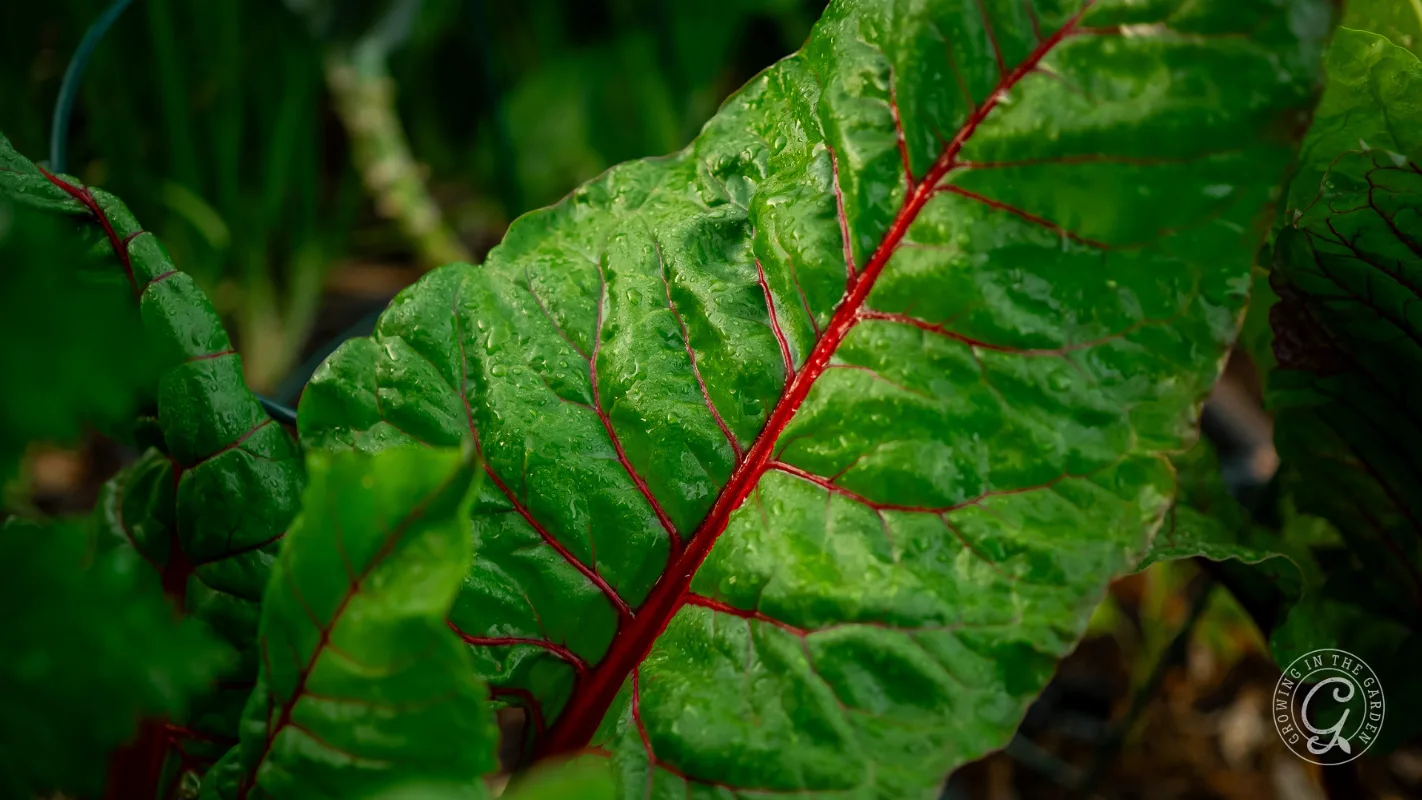 Close-up of a green leaf with red veins and droplets of water on its surface.