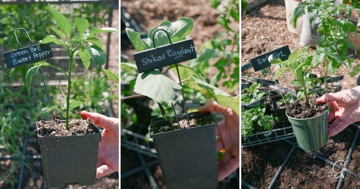 Three hands holding labeled seedlings: green bell pepper, shikou eggplant, and early girl tomato in pots.