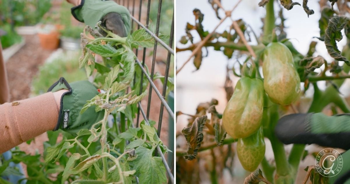 Hands in green gloves tending tomato plants; close-up of wilted tomatoes and leaves on vines.