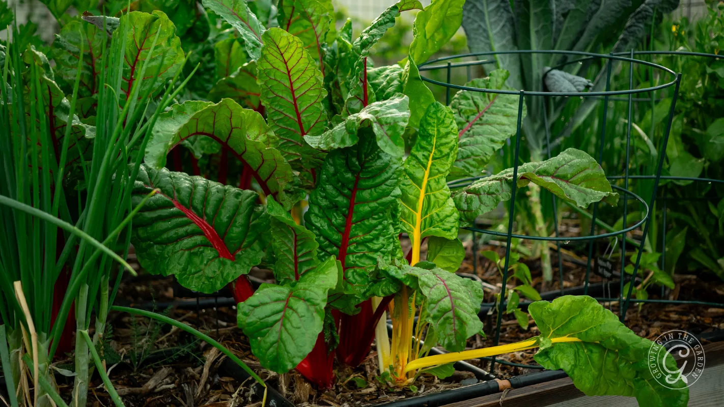 Swiss chard plants with colorful stems growing in a garden bed, surrounded by green foliage and a wire cage.