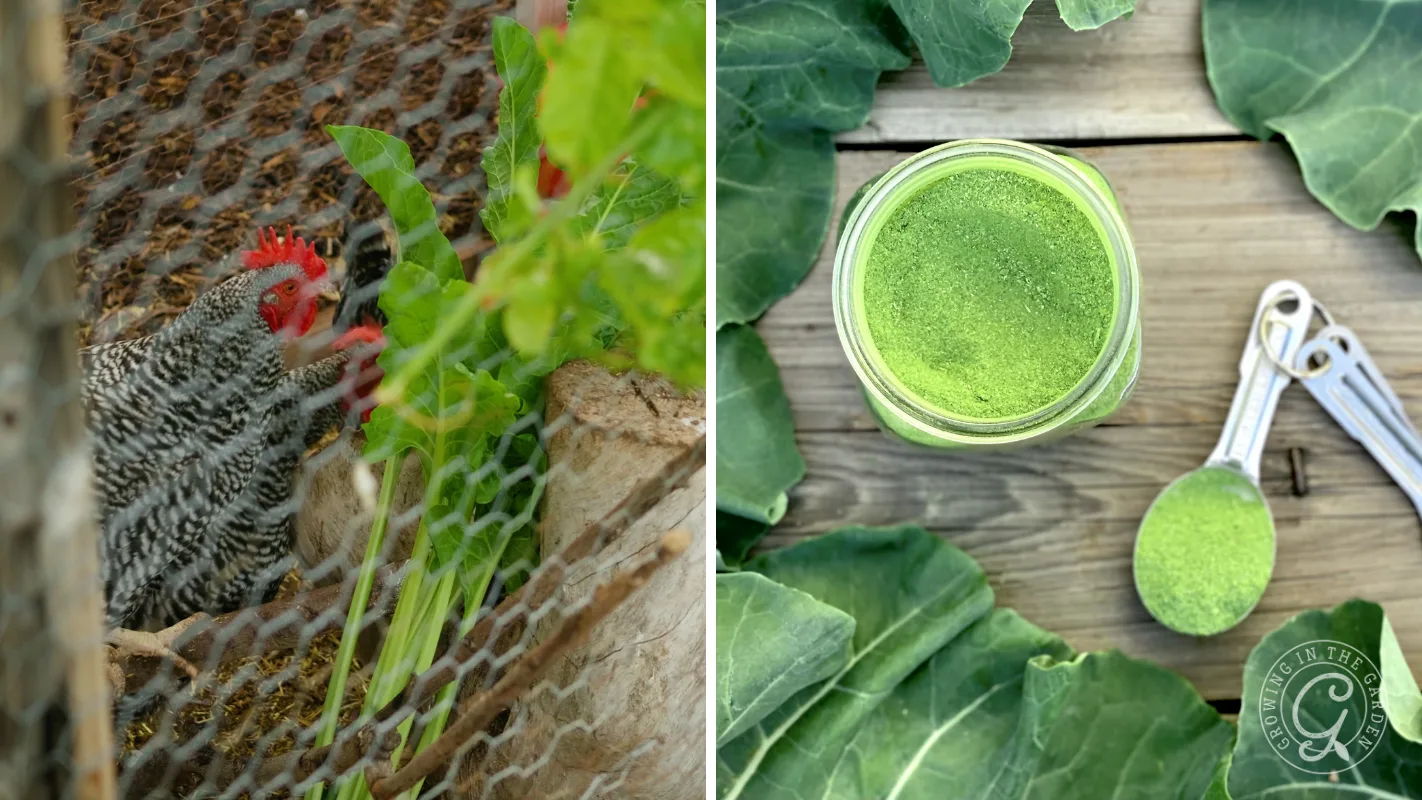 Split image: chicken eating greens behind wire; jar of vibrant green powder with leaves and measuring spoons on wood.