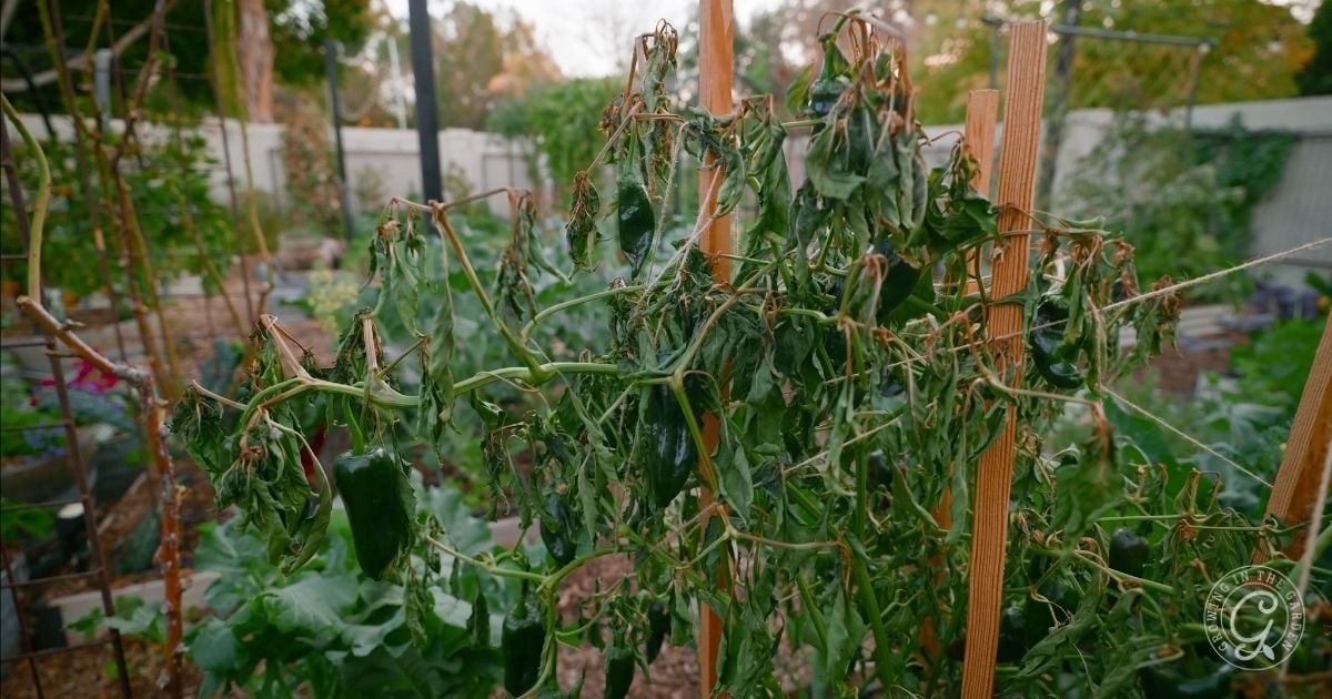 What About Overwintered Peppers, Eggplants, and Tomatoes