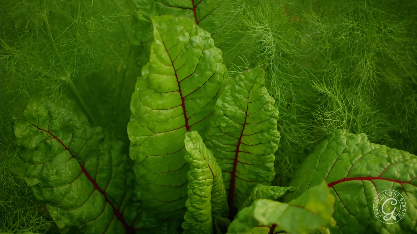 Close-up of Swiss chard leaves with red veins, surrounded by feathery green foliage in the background.