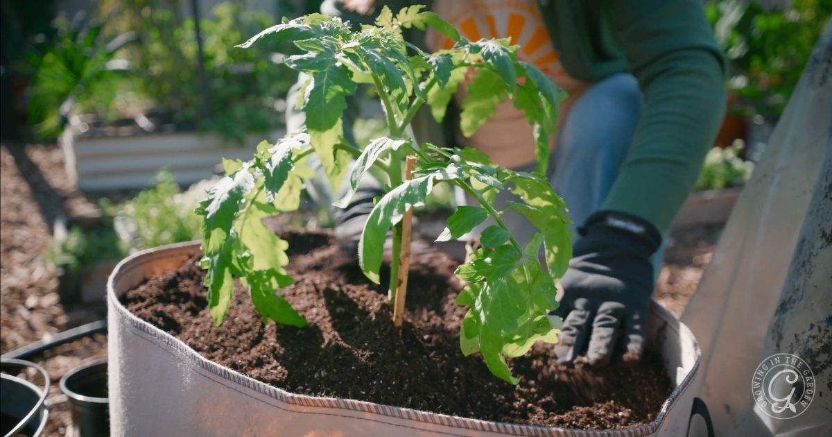 What to Plant in February in Arizona
