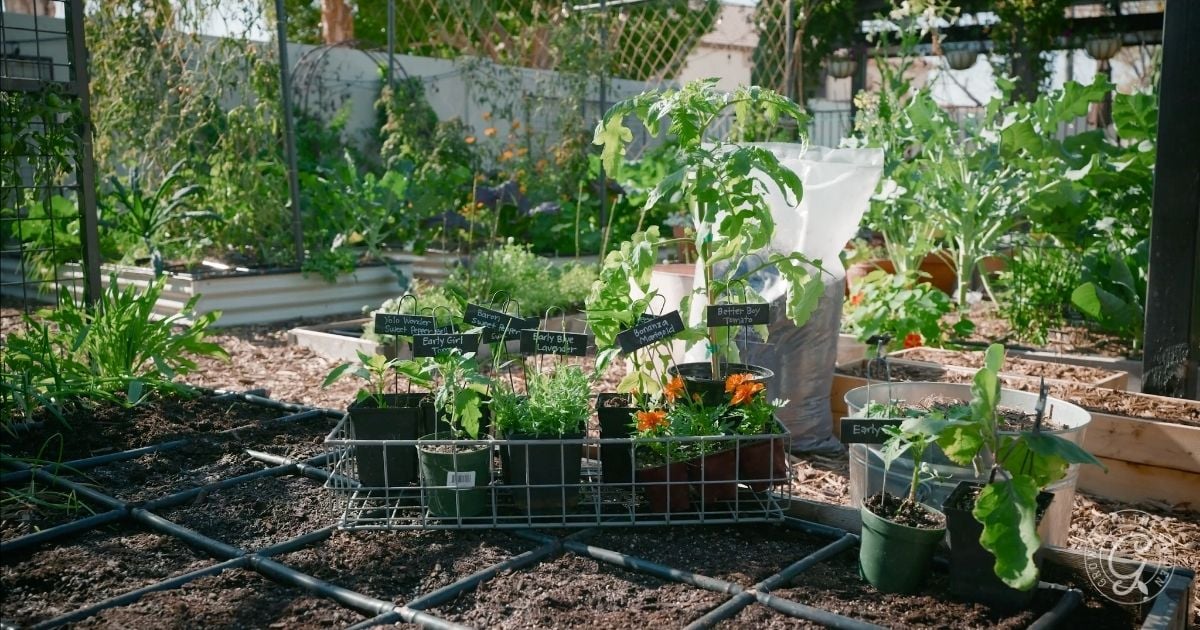 What to Plant in February in Arizona