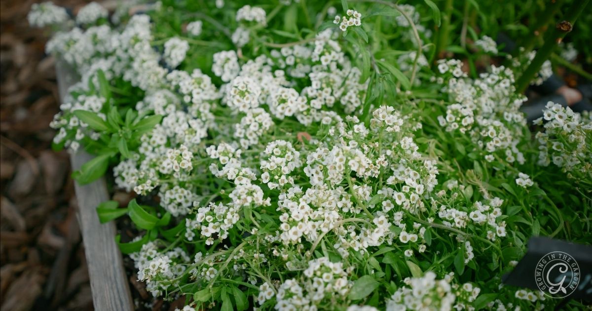 What to Plant in February in Arizona