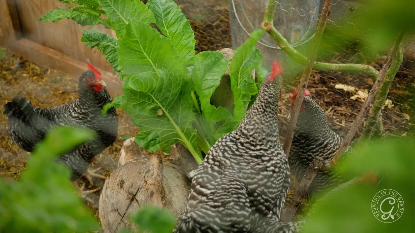 Three black and white chickens peck at large green leaves inside a fenced outdoor enclosure.