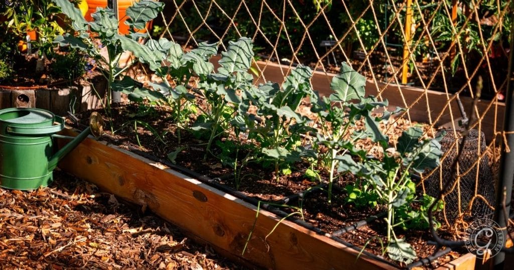 raised beds in a desert garden