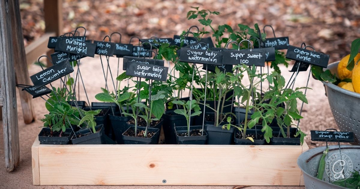 What to Plant in March in Arizona