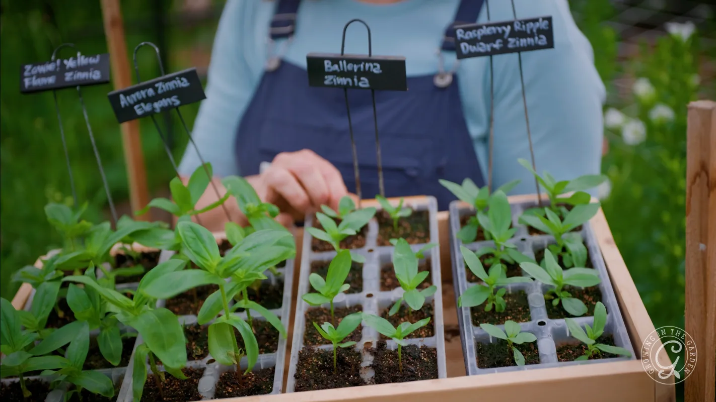 A person holds seedling trays with labeled plants: Zinnia, Ballerina, and Raspberry Ripple.