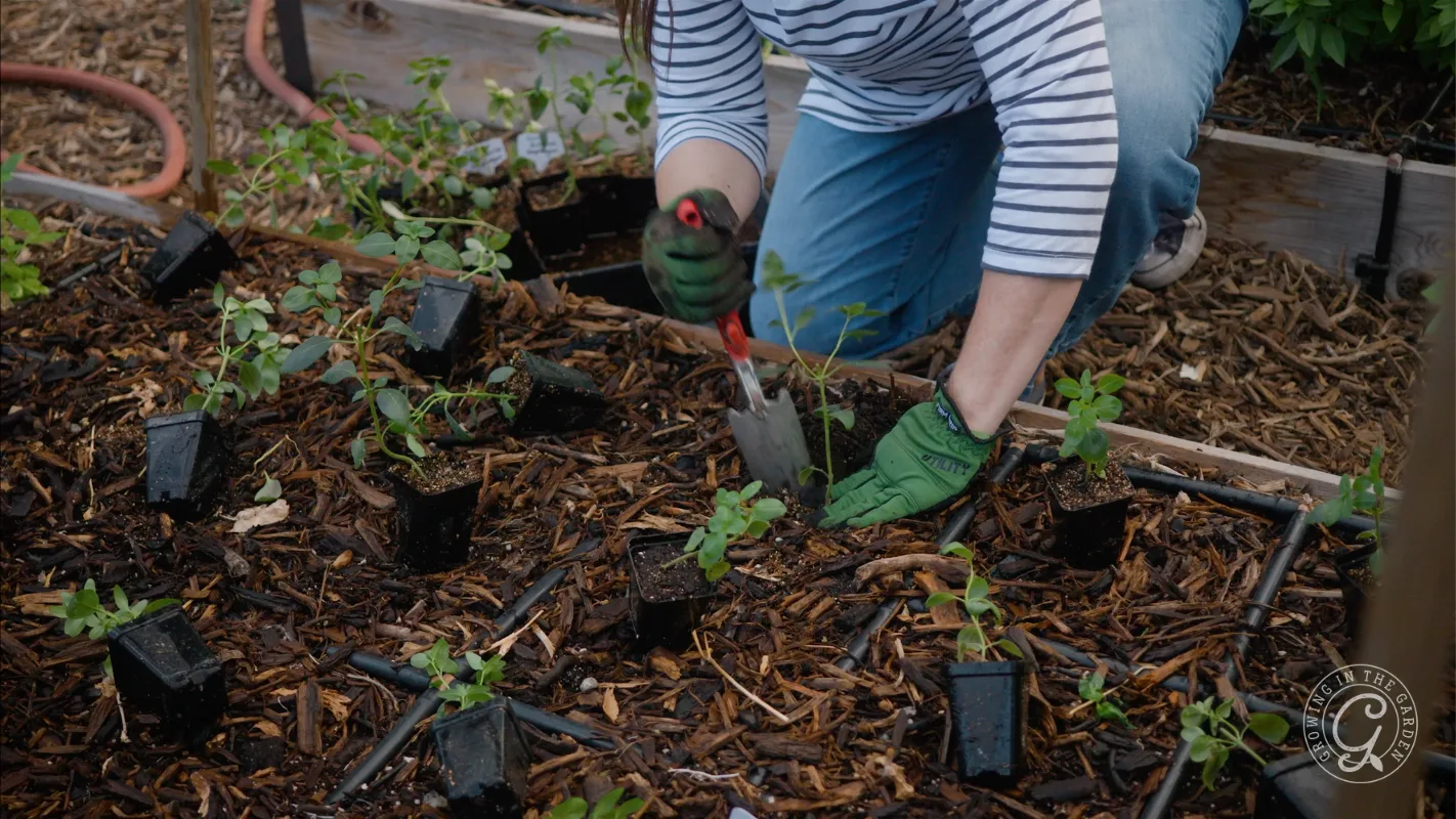 A person wearing gloves plants seedlings in a garden bed, surrounded by small pots and green plants.