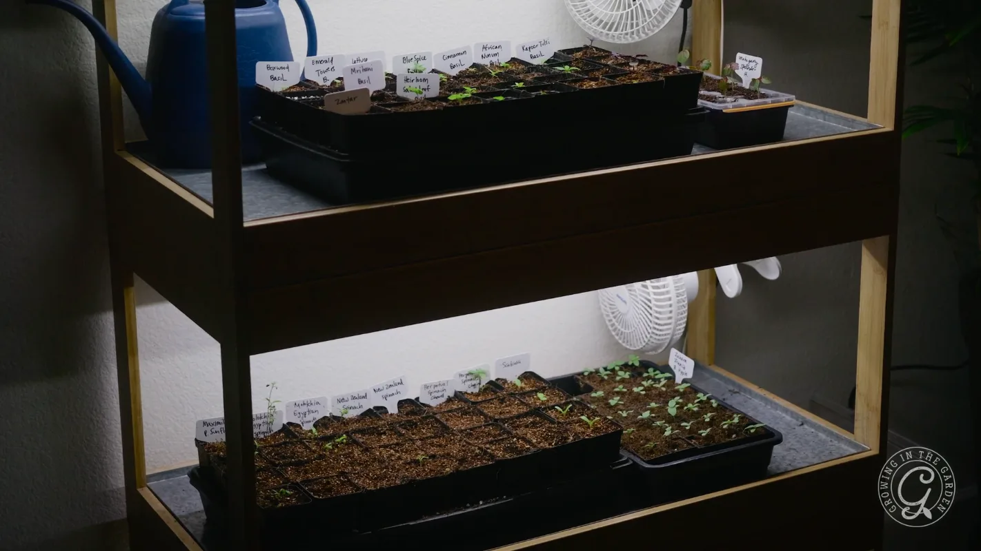 Seedlings in labeled trays grow under lights on two wooden shelves; a blue watering can is at the top.