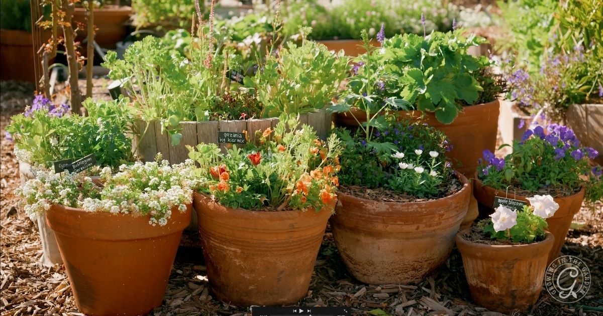 A variety of potted plants and flowers, perfect for those wondering what to plant in March in Arizona, sit grouped outdoors on a bed of mulch, each in terra cotta or wooden containers, with plant markers visible among the greenery.