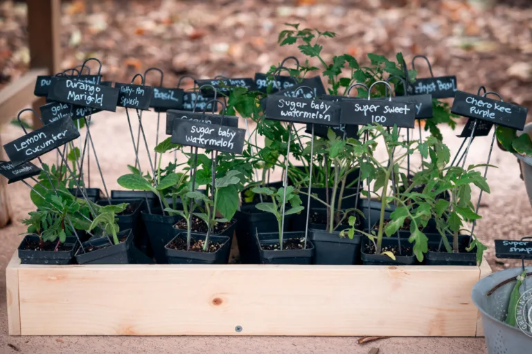 How to Harden Off Seedlings for Spring Planting featured image