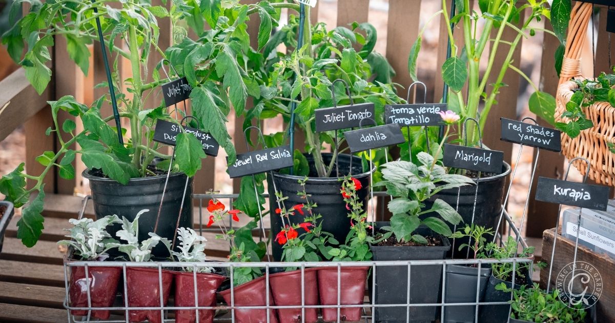 Several potted garden plants with labeled tags—like Juliet tomato, red salvia, marigold, and others—sit in a wire basket outdoors, perfect picks if youre wondering what to plant in March in Arizona.