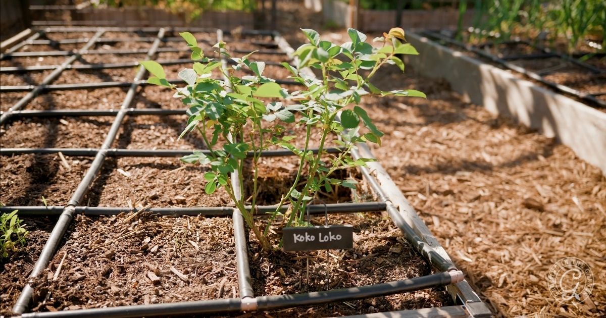 A small plant labeled Koko Loko grows in a raised garden bed with a grid irrigation system, surrounded by mulch and other garden beds in sunlight—an inspiring example of what to plant in March in Arizona.
