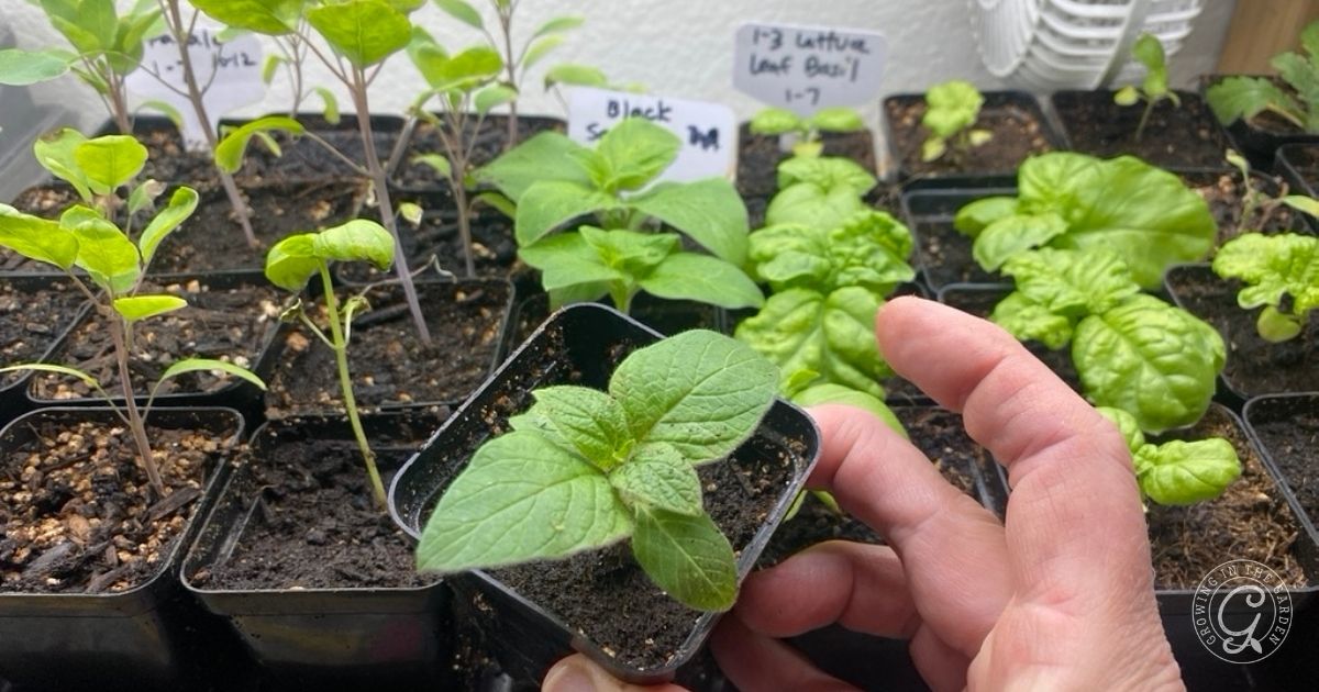 What to Plant in March in Arizona