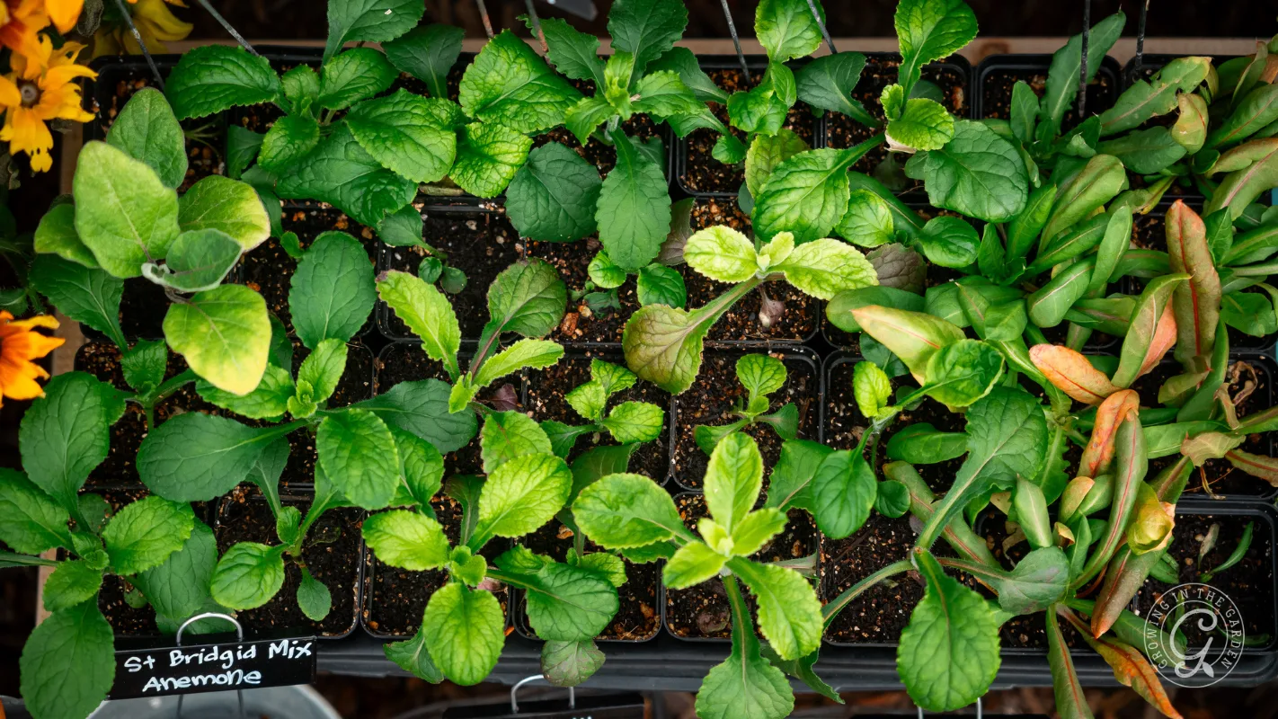 Seedlings growing in small pots, labeled St Brigid Mix Anemone, surrounded by dark soil.