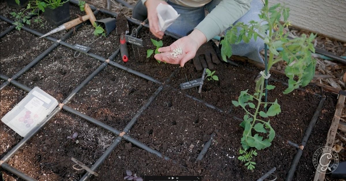 Planting Beans