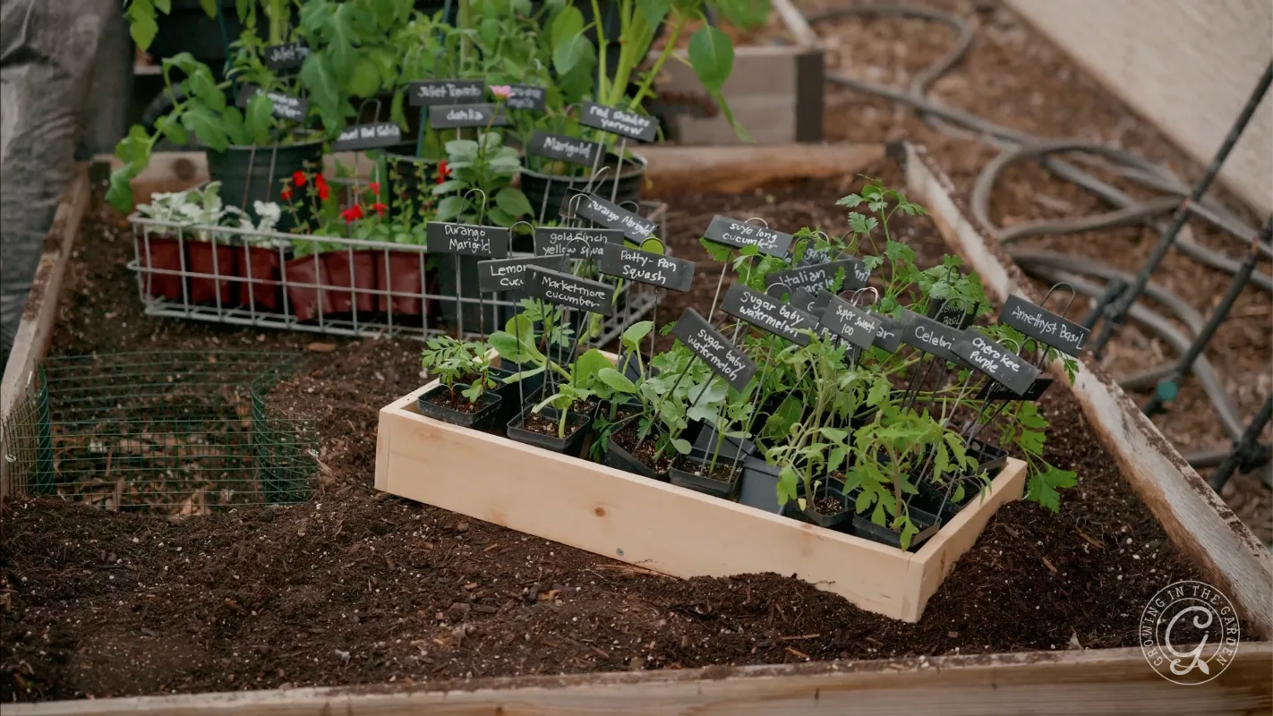 Tray of herb and vegetable seedlings with labeled tags in a raised garden bed filled with soil.