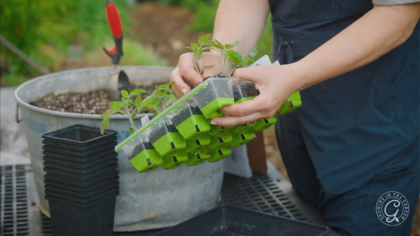 Person holding a tray of seedlings next to pots and a metal bucket filled with soil on a table.
