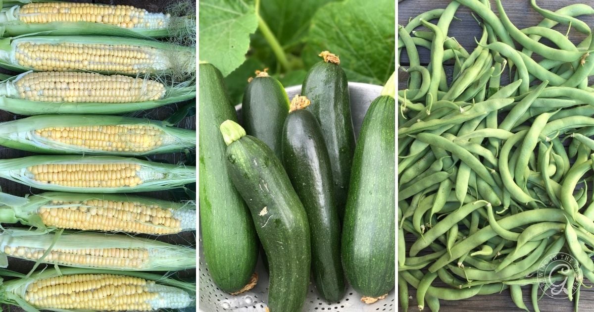 Split image: corn on the cob, zucchinis in a bowl, and a pile of green beans on a wooden surface.