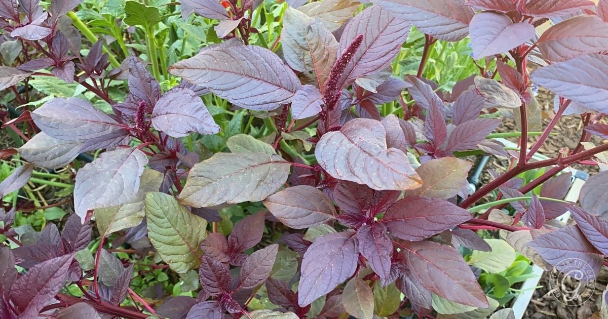 Amaranth