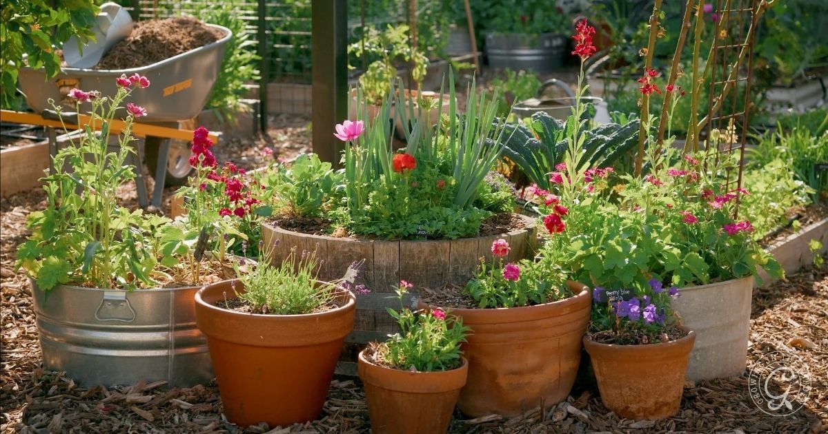 Arizona Garden in March (2)