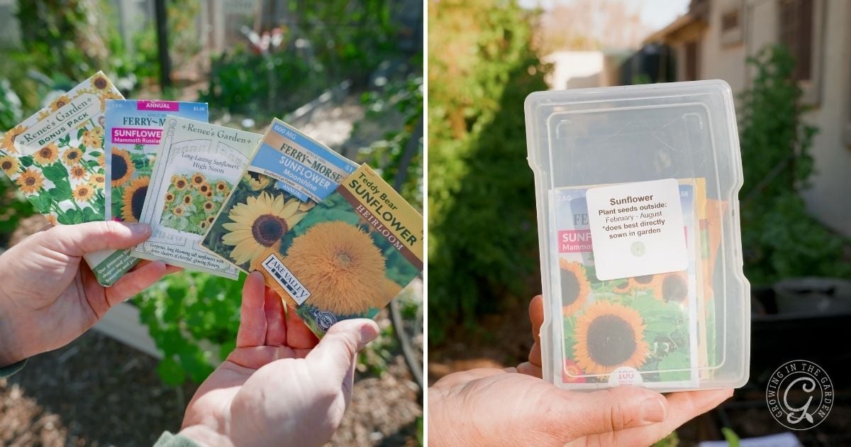 Plant sunflowers