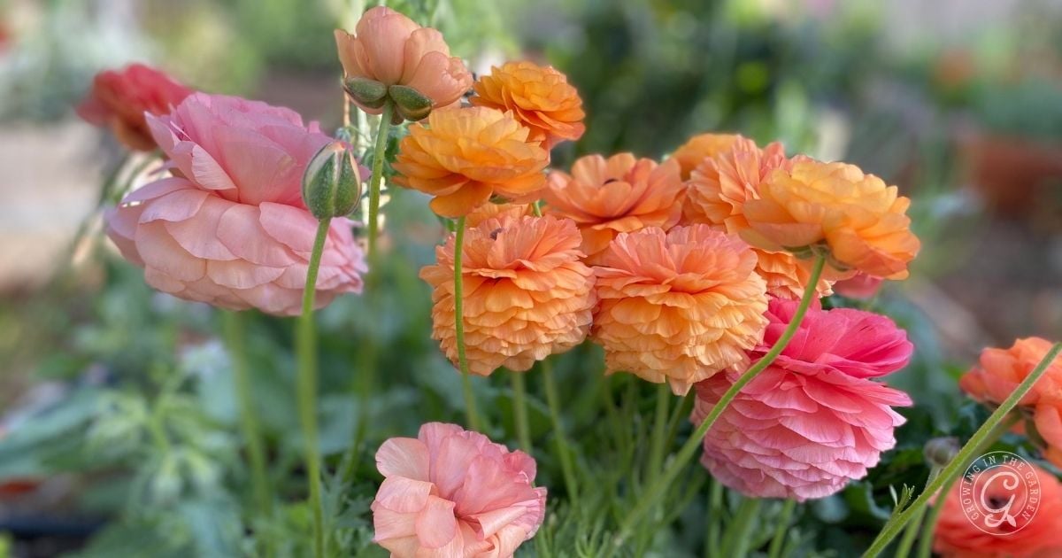 Arizona Garden in March 